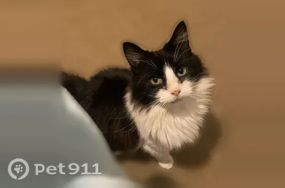 Lost cat, Minerva Lane, 3208, Little Rock — black and white with green eyes - photo