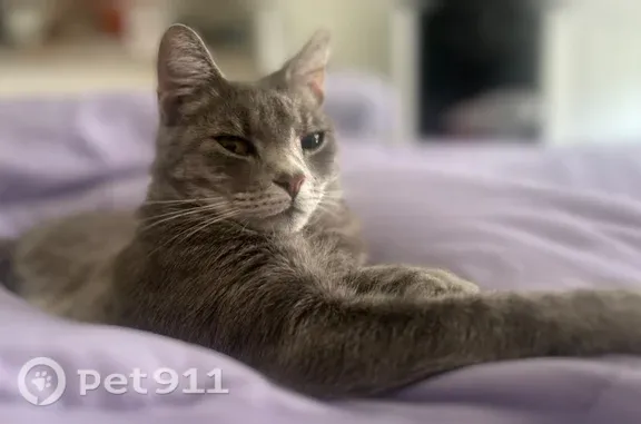 Lost cat, Springside Run, 3039, Decatur — female with grey stripes - photo