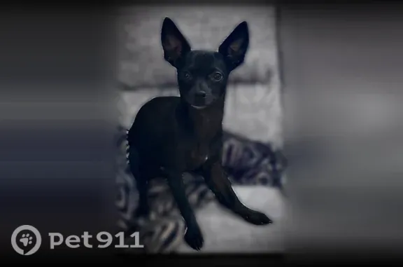 Lost dog, East Worthsville Road, Greenwood, Indianapolis — male with pointy black ears - photo