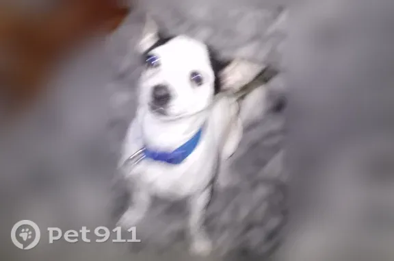 Missing dog Panama City, photo: Lost male dog, North Charlene Drive, 151, Panama City — white Jack Russell with a blue collar