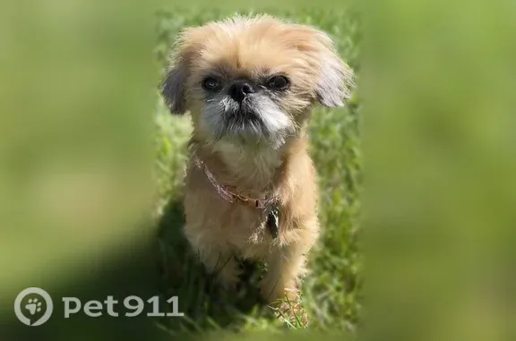 Missing dog Plainview, photo: Lost female dog, Old Country Road, 645, Plainview — escaped through a fence gap