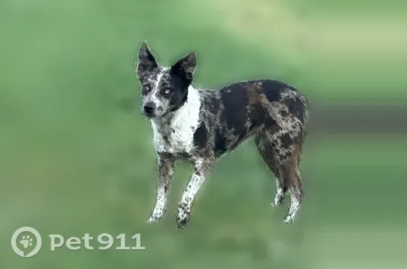 Lost dog, Weldon Drive, 383, Waco — female - photo