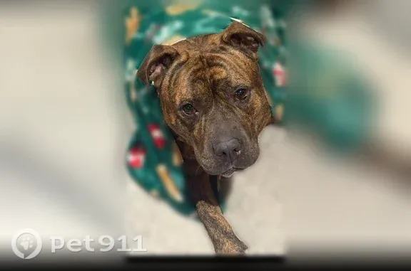 Lost dog, South Forest Circle, 16, West Haven — large brown male dog chased a deer - photo