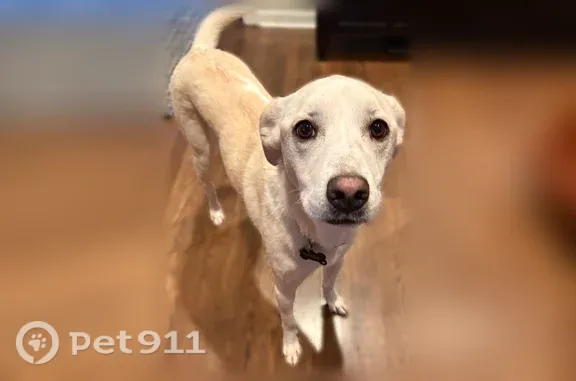 Lost dog, Little Pigeon Court, 1304, Lexington — female, friendly, purple collar - photo