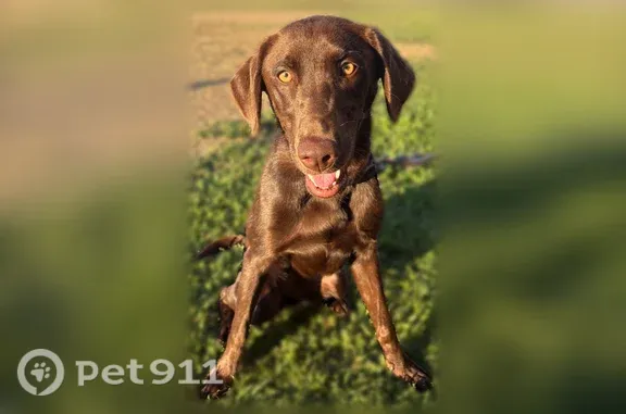 Lost female dog, Albers Road, 2967, Modesto — chocolate Lab - photo