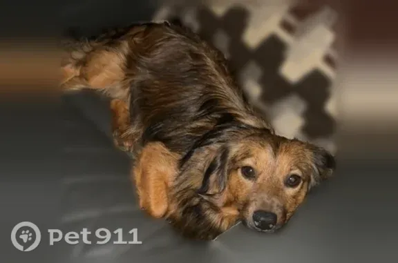 Lost dog, Nectar Place, 1703, Dallas — male with a grey flea collar - photo