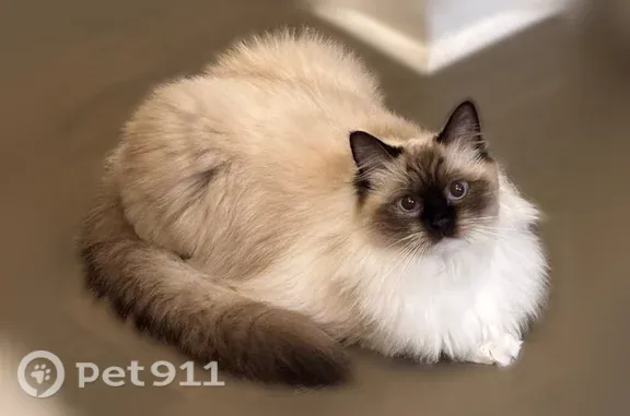 She is a beige cat with brown facial markings, brown down her front legs but not covering her paws, and a brown tail.