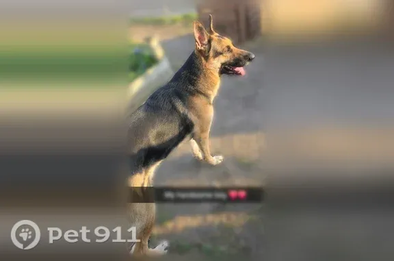Lost dog, South Dorset Road, 1001, Troy — brown and black German Shepherd - photo