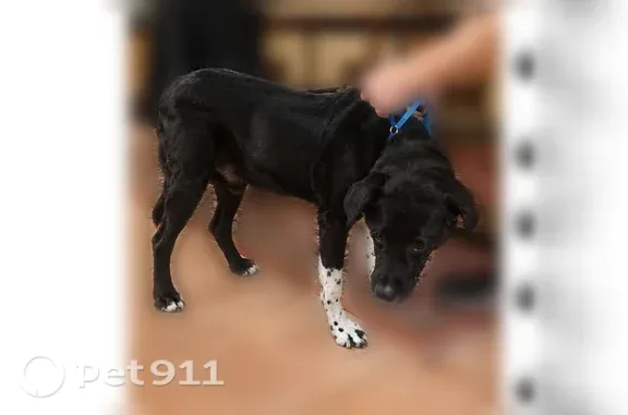 Found male dog, North Desert F...