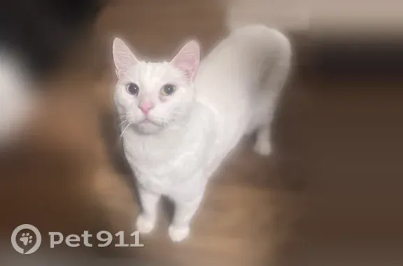 Lost male cat, Mansion Road, 406, Wilmington — one blue and one green eye - photo