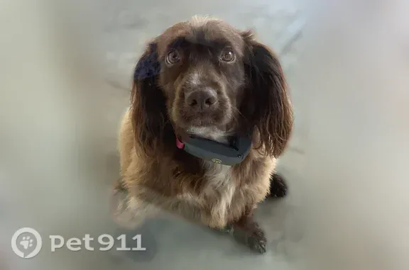Missing dog Silverhill, photo: Lost female dog, Heidelberg Drive, 13179, Silverhill, Silverhill — white chest marking