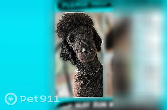 Lost dog, Alexander Drive, 1014, North Augusta, Atlanta — black curly-coated Standard Poodle - photo