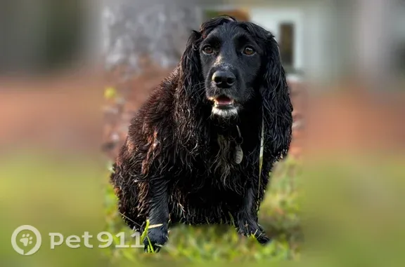 Missing dog Silverhill, photo: Lost dog, Heidelberg Road, 18637, Silverhill — male English field cocker with white chest markings