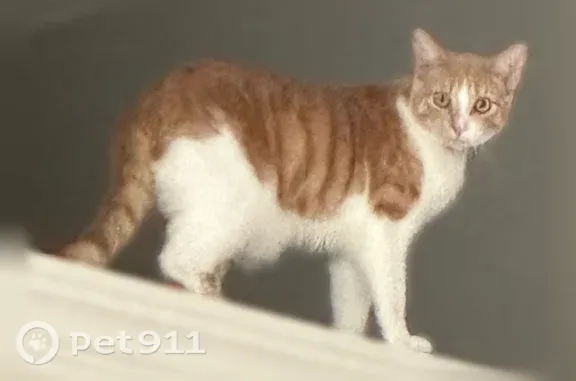 Lost cat, Valley Falls Drive, 16802, Little Rock — skittish indoor male cat - photo