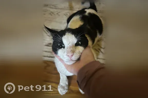 Lost and found pets Syracuse, photo: Lost male cat, Patricia Drive, New York, Syracuse — black and white with a possible scratch on his nose