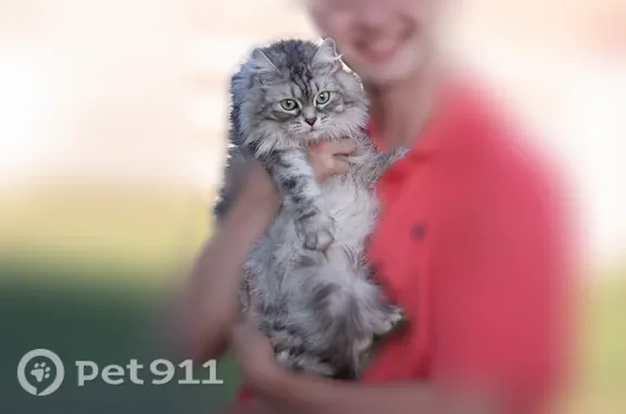 Lost cat, Lucy Court, 10709, Union, Cynthiana — grey-and-white long-haired Siberian cat - photo