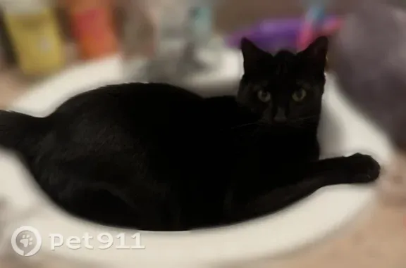 Lost cat, Blackmon Road, 7401, Columbus, Birmingham — fat black male cat - photo