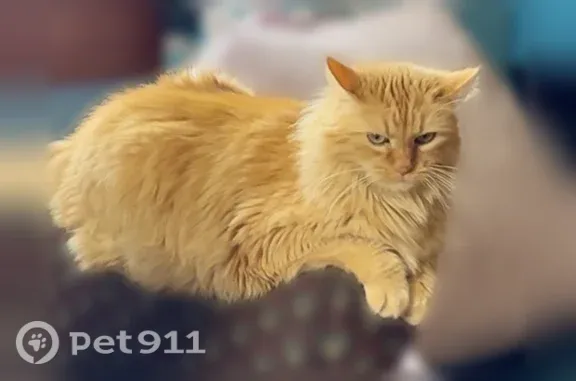 Lost cat, female, North Shartel Avenue, 3307, Oklahoma City — furry orange coat - photo