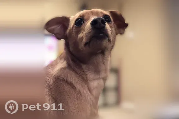 Missing dog Marysville, photo: Lost dog, 141st Street Northwest, Marysville — 10-year-old male Chaweenie