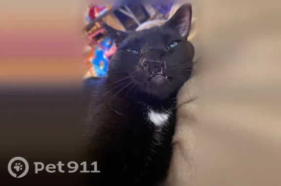 Missing cat Des Moines, photo: Lost male cat, Jefferson Avenue, 1315, Des Moines — cleft lip exposing teeth