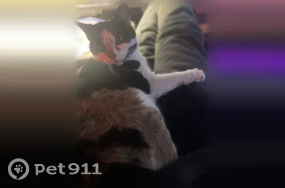Lost cat, female, Saint Cloud, Minnesota, Sauk Rapids — calico with black, white, and orange patches - photo