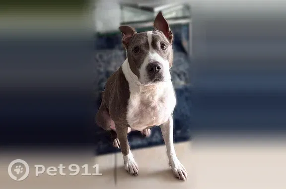Missing dog Homestead, photo: Lost Dog, Southwest 140th Avenue, 27921, Naranja, Homestead — 10-year-old female Terrier Mix