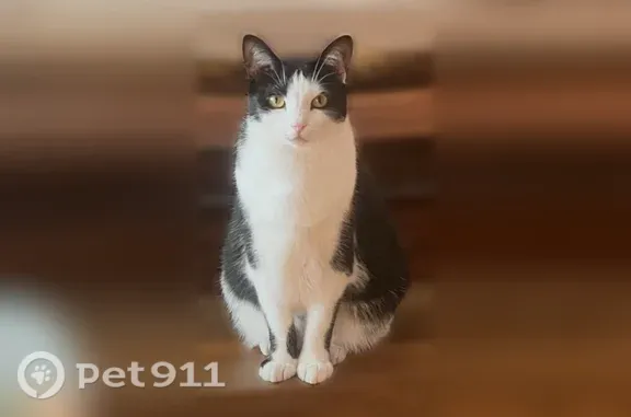 Lost female cat, Bellaire Lane, 4197, Peninsula, Akron — black and white with green eyes - photo
