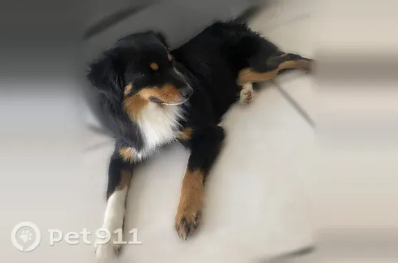Lost dog, male, Butterfield Trail, 2018, Grand Prairie — friendly and loves playing with other dogs - photo