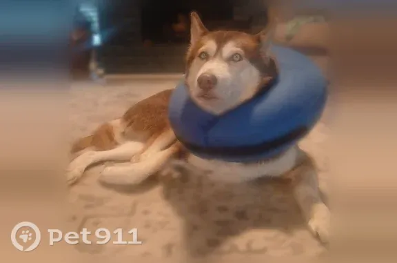 Found female dog, Splendora, T...
