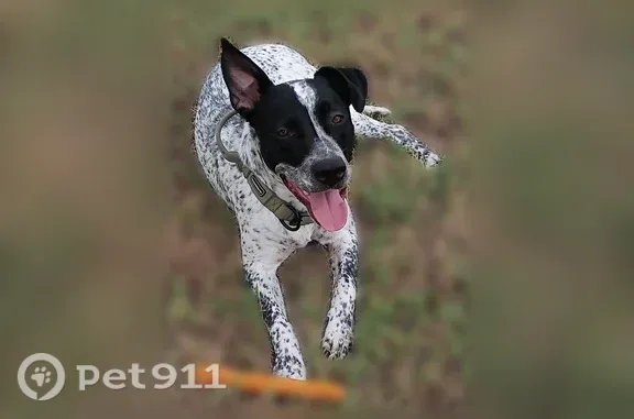 Missing dog St. Louis, photo: Lost dog, Brunswick Avenue, 36, Edison, St. Louis — friendly male