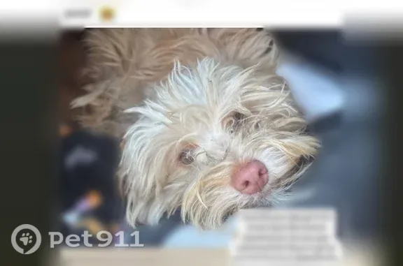 Lost dog, Ackerfield Avenue, 5714, Long Beach — female, reward offered - photo