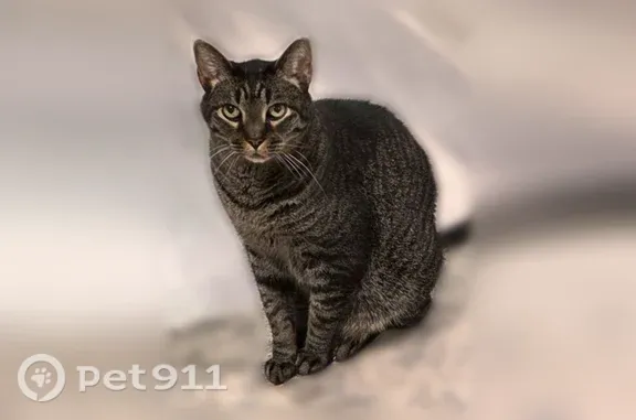 Lost cat, male, Alvina Court, Inver Grove Heights — black-and-gray tabby, 15–16 lbs - photo
