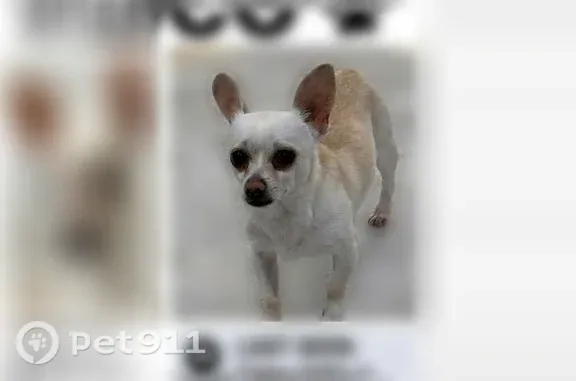 Is a white Chihuahua with a brown tan strip on the back he is very shy and runs away