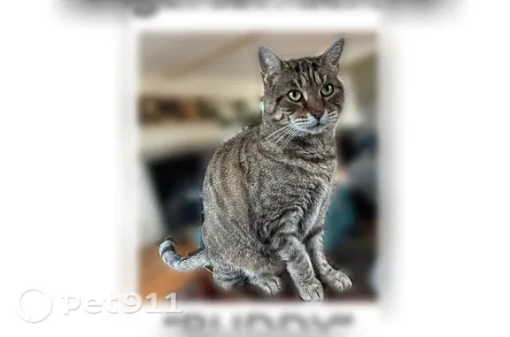 Missing cat East Hampton North, photo: Lost male cat, Edgerton Street, 23, East Hampton, East Hampton North — grey striped tabby with a nick in his left ear
