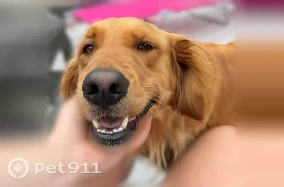 Lost female dog, Bullskin Township, PA, USA, Pittsburgh — golden retriever nursing puppies - photo