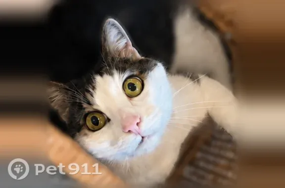Lost cat, male, West Ford Avenue, 8098, Las Vegas — white-tipped tail and white paws - photo
