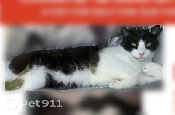 Lost pets Euless, photo: Lost male cat, Texas 10, 100, Euless — black and white and very friendly