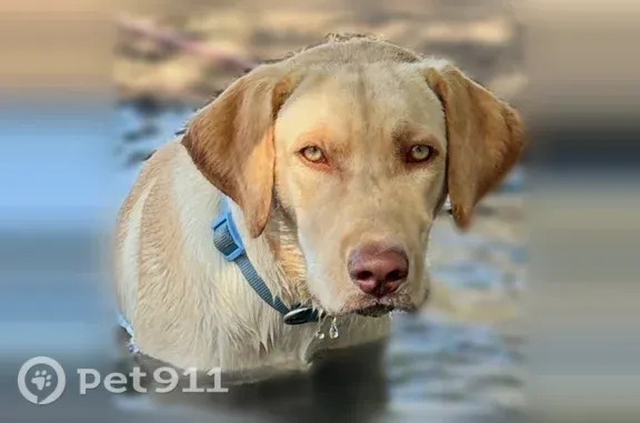 Missing dog Austin, photo: Lost dog, North Glasscock Road, 10816, Mission, Austin — male yellow Lab with a light blue collar