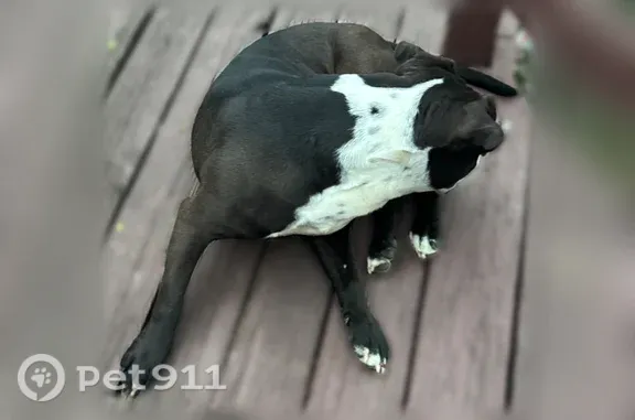 Lost dog, West Vermont Street, 1740, Indianapolis — male, reportedly seen at Indianapolis Care Services - photo