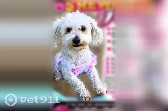 Lost dog, female, North Ellamont Street, 2524, Baltimore — white with pink hair strips - photo