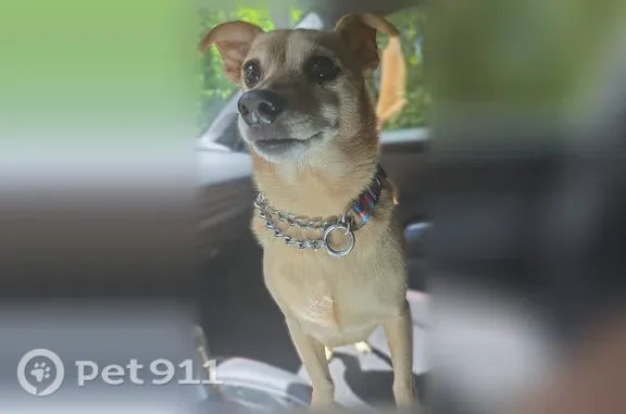 Missing dog Marysville, photo: Lost male dog, 141st Street Northwest, 1704, Marysville — small Chaweenie with missing front teeth