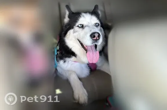 Lost dog, female, Orion Drive, 198, Star Valley — very curly tail - photo