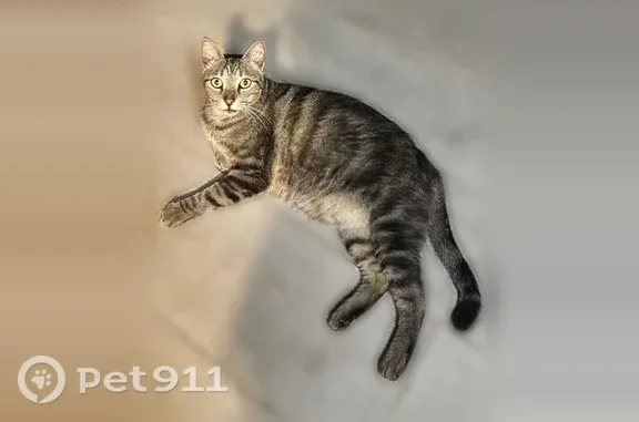 Lost cat, male, Northwest 42nd Place, 18435, Miami Gardens — snipped ear - photo