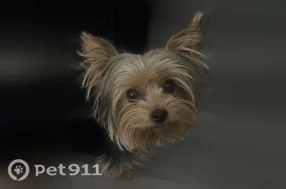 Lost dog, North Crystal Way, Denver — small black-and-brown male dog - photo