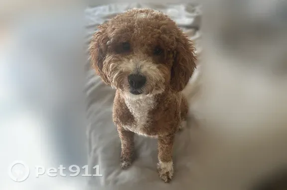 Lost dog, Natalie Rose Drive, 1939, Houston — female with golden fur and white paws - photo