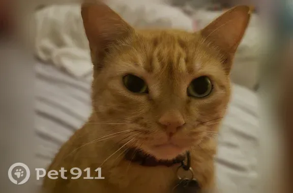 Lost female cat, County Road 2603, 52, Pittsburg — responds to her name and treats - photo