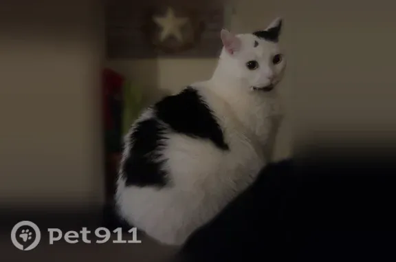 Lost cat, East Market Street, 330, New Castle — female, white with black patches - photo