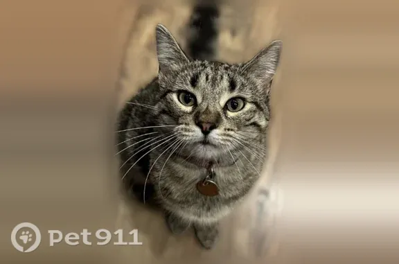 Lost cat, female, Woodmoor Drive, 1355, Monument — petite brown tiger tabby - photo