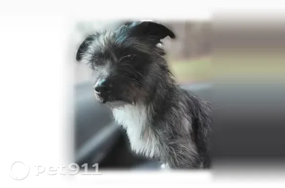 Lost Dog — female, U.S. 12, 19707, Edwardsburg, Edwardsburg — black coat with a white chest - photo