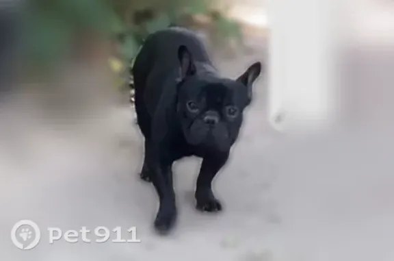 Lost dog, Joplin Avenue, 2212, Richmond — Midnight is an all-black support dog - photo
